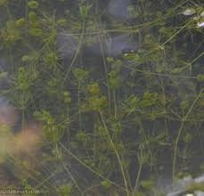 Attēlu rezultāti vaicājumam “Chara tomentosa”