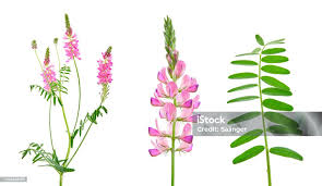 Image result for Onobrychis viciifolia