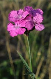 Image result for Dianthus carthusianorum