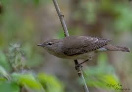 Attēlu rezultāti vaicājumam “Sylvia borin nest”