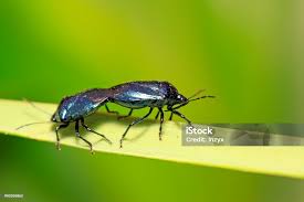 Attēlu rezultāti vaicājumam “Zicrona caerulea”