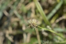 Attēlu rezultāti vaicājumam “Carex sylvatica”