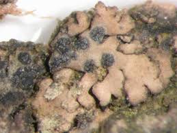 Attēlu rezultāti vaicājumam “Arthonia leucopellaea”