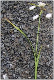 Attēlu rezultāti vaicājumam “Eriophorum latifolium flower”