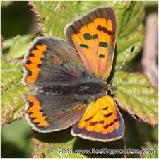 Attēlu rezultāti vaicājumam “Lycaena phlaeas male”