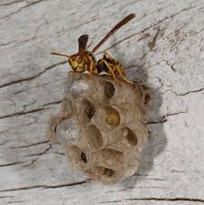 Attēlu rezultāti vaicājumam “Vespidae”