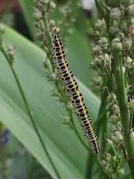 Attēlu rezultāti vaicājumam “Calophasia lunula larva”