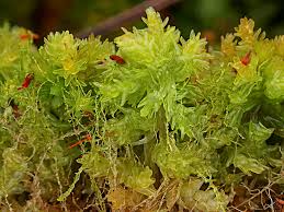 Attēlu rezultāti vaicājumam “Cephaloziella elachista”