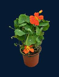 Image result for Tropaeolum majus