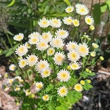 Image result for Tanacetum parthenium
