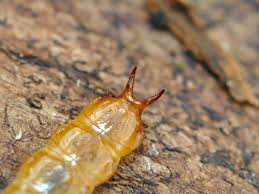 Attēlu rezultāti vaicājumam “Cucujus cinnaberinus larva”