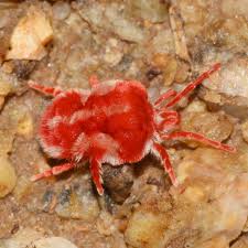 Attēlu rezultāti vaicājumam “Trombidiidae”