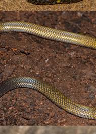 Attēlu rezultāti vaicājumam “Serpentes”