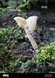 Attēlu rezultāti vaicājumam “Helvella elastica”