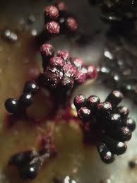 Attēlu rezultāti vaicājumam “Metatrichia vesparia”