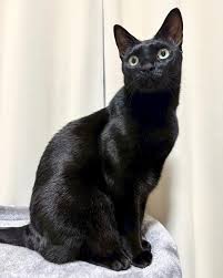 猫次郎o에 대한 이미지 검색결과