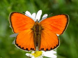 Attēlu rezultāti vaicājumam “Lycaena virgaureae”