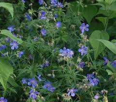 Image result for Geranium pratense