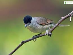 Attēlu rezultāti vaicājumam “Sylvia atricapilla”