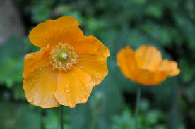 Image result for Meconopsis cambrica