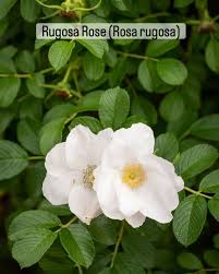 Attēlu rezultāti vaicājumam “Rosa villosa”
