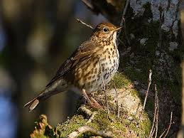 Attēlu rezultāti vaicājumam “Turdus philomelos”