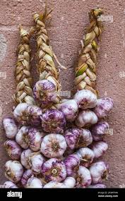 Attēlu rezultāti vaicājumam “Allium sativum fruit”