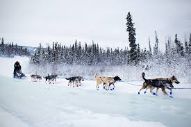 Image result for Team Ice Fire British Sled Dog Racing Team