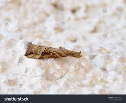 Attēlu rezultāti vaicājumam “Hypena rostralis”