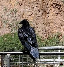 Attēlu rezultāti vaicājumam “Corvus corax adult”