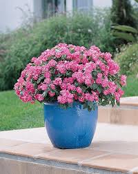 Image result for Impatiens walleriana