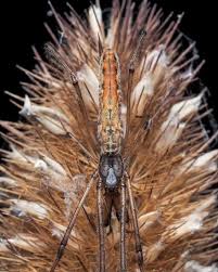 Attēlu rezultāti vaicājumam “Tetragnatha montana”