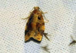 Attēlu rezultāti vaicājumam “Anacampsis blatariella”