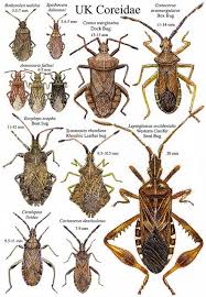 Attēlu rezultāti vaicājumam “Heteroptera”