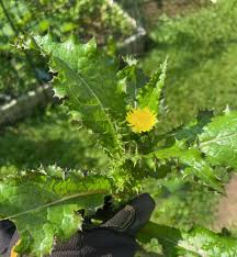 Attēlu rezultāti vaicājumam “Sonchus asper flower”