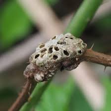 Attēlu rezultāti vaicājumam “Cribraria rubiginosa stalked”