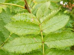 Attēlu rezultāti vaicājumam “Sorbus aucuparia leaf”