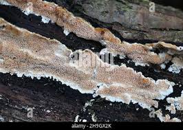 Attēlu rezultāti vaicājumam “Steccherinum ochraceum”