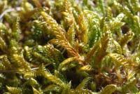 Attēlu rezultāti vaicājumam “Hypnum cupressiforme sporophyte”