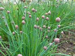 Image result for Schnittlauch