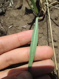 Image result for Agoseris major