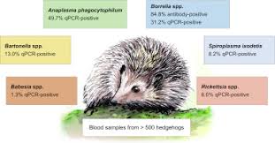 Attēlu rezultāti vaicājumam “Erinaceus sp.”