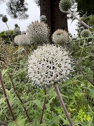 Image result for Echinops spaerocephalus