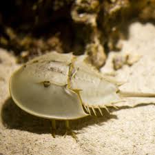 Image result for Limulus polyphemus
