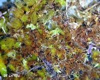 Attēlu rezultāti vaicājumam “Bryum caespiticium”