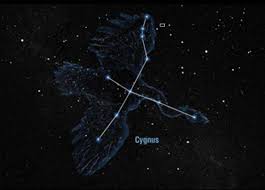 Attēlu rezultāti vaicājumam “Cygnus”