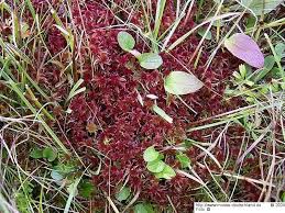 Attēlu rezultāti vaicājumam “Sphagnum russowii”