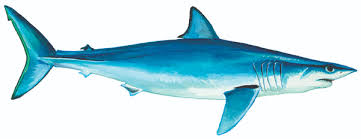 Image result for Isurus oxyrinchus