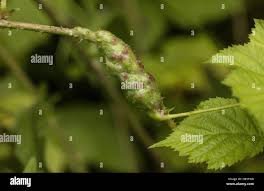 Attēlu rezultāti vaicājumam “Diastrophus rubi”