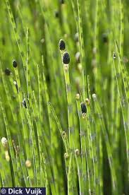 Attēlu rezultāti vaicājumam “Equisetum fluviatile”